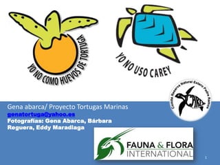 Preparado:
Gena abarca/ Proyecto Tortugas Marinas
genatortuga@yahoo.es
Fotografías: Gena Abarca, Bárbara
Reguera, Eddy Maradiaga




                                         1
 