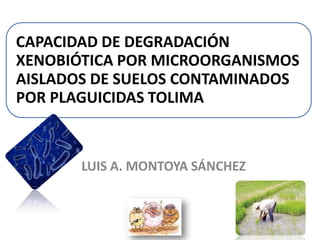 CAPACIDAD DE DEGRADACIÓN
XENOBIÓTICA POR MICROORGANISMOS
AISLADOS DE SUELOS CONTAMINADOS
POR PLAGUICIDAS TOLIMA
LUIS A. MONTOYA SÁNCHEZ
 