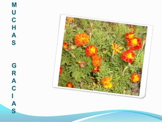 M
U
C
H
A
S


G
R
A
C
I
A
S
 