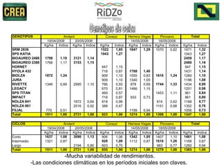 -Mucha variabilidad de rendimientos. -Las condiciones climáticas en los períodos iniciales son claves.  Genotipos de colza 