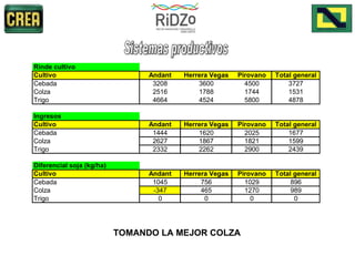 TOMANDO LA MEJOR COLZA   Sistemas productivos 
