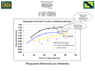 -Respuesta diferencial por ambientes. P EN TRIGO Bajos de alto potencial, respuestas hasta 20 a 23 ppm Medias lomas, respuesta hasta 16 a 17 ppm 