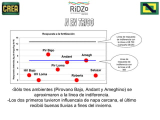-Sólo tres ambientes (Pirovano Bajo, Andant y Ameghino) se aproximaron a la linea de indiferencia. -Los dos primeros tuvieron influencaia de napa cercana, el último recibió buenas lluvias a fines del invierno.  N EN TRIGO Línea de respuesta de indiferencia con la Urea a U$ 700 (campaña 08-09) Linea de respuesta de indiferencia con la Urea a U$ 360 HV Bajo HV Loma Pir Bajo Pir Loma Andant Roberts Amegh Salazar 