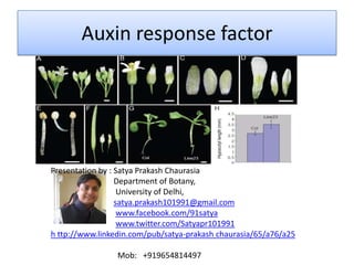 Auxin response factor

Presentation by : Satya Prakash Chaurasia
Department of Botany,
University of Delhi,
satya.prakash101991@gmail.com
www.facebook.com/91satya
www.twitter.com/Satyapr101991
h ttp://www.linkedin.com/pub/satya-prakash chaurasia/65/a76/a25
Mob: +919654814497

 