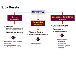 MMEESSEETTAA 
11.. LLaa MMeesseettaa 
Sòcol 
paleozoic 
Serralades 
interiors 
Conques sedimentàries 
interiors 
• Sistema Central 
• Muntanyes de Toledo 
• Peneplà 
zamoranosalmantí 
• Peneplà extremeny 
• Muntanyes illa o tossals 
residuals 
• Gorges (arribes, tajos) 
• Conca del Duero 
• Conca de la 
submeseta sud 
Relleu tabular: 
• Páramos 
• Campiñas 
• Cuestas (glacis) 
• Tossals 
Relleu granític 
amb 
amb 
amb 
 
