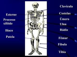 Clavícula

 Esterno   Costelas
Processo    Úmero
xifóide     Ulna

 Ilíaco     Rádio

 Patela    Fêmur

           Fíbula

           Tíbia
 