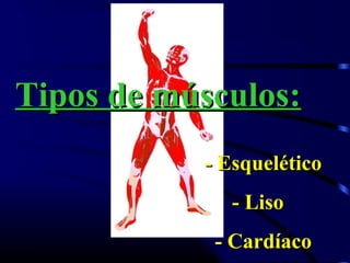 Tipos de músculos:
           - Esquelético
              - Liso
            - Cardíaco
 