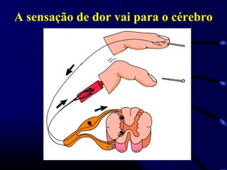 A sensação de dor vai para o cérebro
 