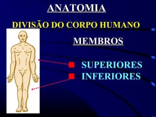 ANATOMIA
DIVISÃO DO CORPO HUMANO:
           MEMBROS

            SUPERIORES
            INFERIORES
 