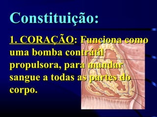 Constituição:
1. CORAÇÃO: Funciona como
uma bomba contrátil
propulsora, para mandar
sangue a todas as partes do
corpo.
 