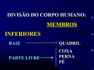 DIVISÃO DO CORPO HUMANO:
               MEMBROS
INFERIORES
 RAIZ            QUADRIL
                 COXA
 PARTE LIVRE     PERNA
                 PÉ
 