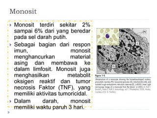Monosit 
 Monosit terdiri sekitar 2% 
sampai 6% dari yang beredar 
pada sel darah putih. 
 Sebagai bagian dari respon 
imun, monosit 
menghancurkan material 
asing dan membawa ke 
dalam limfosit. Monosit juga 
menghasilkan metabolit 
oksigen reaktif dan tumor 
necrosis Faktor (TNF), yang 
memiliki aktivitas tumoricidal. 
 Dalam darah, monosit 
memiliki waktu paruh 3 hari. 
 