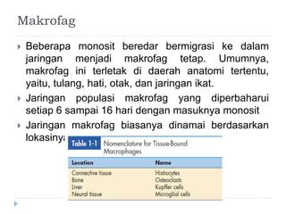 Makrofag 
 Beberapa monosit beredar bermigrasi ke dalam 
jaringan menjadi makrofag tetap. Umumnya, 
makrofag ini terletak di daerah anatomi tertentu, 
yaitu, tulang, hati, otak, dan jaringan ikat. 
 Jaringan populasi makrofag yang diperbaharui 
setiap 6 sampai 16 hari dengan masuknya monosit 
 Jaringan makrofag biasanya dinamai berdasarkan 
lokasinya. 
 