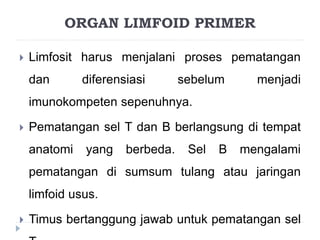 ORGAN LIMFOID PRIMER 
 Limfosit harus menjalani proses pematangan 
dan diferensiasi sebelum menjadi 
imunokompeten sepenuhnya. 
 Pematangan sel T dan B berlangsung di tempat 
anatomi yang berbeda. Sel B mengalami 
pematangan di sumsum tulang atau jaringan 
limfoid usus. 
 Timus bertanggung jawab untuk pematangan sel 
T. 
 