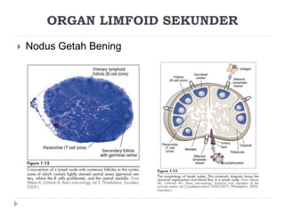 ORGAN LIMFOID SEKUNDER 
 Nodus Getah Bening 
 