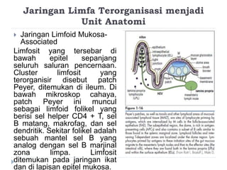 Jaringan Limfa Terorganisasi menjadi 
Unit Anatomi 
 Jaringan Limfoid Mukosa- 
Associated 
Limfosit yang tersebar di 
bawah epitel sepanjang 
seluruh saluran pencernaan. 
Cluster limfosit yang 
terorganisir disebut patch 
Peyer, ditemukan di ileum. Di 
bawah mikroskop cahaya, 
patch Peyer ini muncul 
sebagai limfoid folikel yang 
berisi sel helper CD4 + T, sel 
B matang, makrofag, dan sel 
dendritik. Sekitar folikel adalah 
sebuah mantel sel B yang 
analog dengan sel B marjinal 
zona limpa. Limfosit 
ditemukan pada jaringan ikat 
dan di lapisan epitel mukosa. 
 