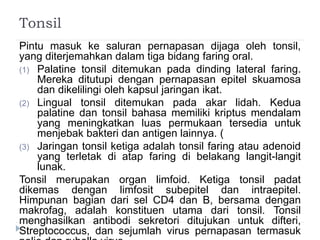 Tonsil 
Pintu masuk ke saluran pernapasan dijaga oleh tonsil, 
yang diterjemahkan dalam tiga bidang faring oral. 
(1) Palatine tonsil ditemukan pada dinding lateral faring. 
Mereka ditutupi dengan pernapasan epitel skuamosa 
dan dikelilingi oleh kapsul jaringan ikat. 
(2) Lingual tonsil ditemukan pada akar lidah. Kedua 
palatine dan tonsil bahasa memiliki kriptus mendalam 
yang meningkatkan luas permukaan tersedia untuk 
menjebak bakteri dan antigen lainnya. ( 
(3) Jaringan tonsil ketiga adalah tonsil faring atau adenoid 
yang terletak di atap faring di belakang langit-langit 
lunak. 
Tonsil merupakan organ limfoid. Ketiga tonsil padat 
dikemas dengan limfosit subepitel dan intraepitel. 
Himpunan bagian dari sel CD4 dan B, bersama dengan 
makrofag, adalah konstituen utama dari tonsil. Tonsil 
menghasilkan antibodi sekretori ditujukan untuk difteri, 
Streptococcus, dan sejumlah virus pernapasan termasuk 
polio dan rubella virus. 
 