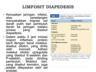 LIMFOSIT DIAPEDESIS 
 Kerusakan jaringan, infeksi, 
atau peradangan 
menyebabkan migrasi sel 
darah putih dari pembuluh 
darah ke jaringan melalui 
proses yang disebut 
diapedesis. 
 Dalam waktu 2 jam inisiasi 
respon inflamasi, protein 
kecil dengan berat molekul, 
disebut sitokin, yang dirilis 
oleh monosit. Adhesi 
molekul sitokin upregulate 
yang disebut E-selektin dan 
P-selektin, pada dinding 
pembuluh. Molekul lain, 
yang disebut kemokin, juga 
adalah dilepaskan oleh sel 
endotel. 
 