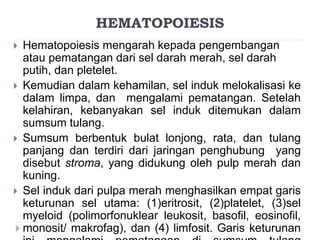 HEMATOPOIESIS 
 Hematopoiesis mengarah kepada pengembangan 
atau pematangan dari sel darah merah, sel darah 
putih, dan pletelet. 
 Kemudian dalam kehamilan, sel induk melokalisasi ke 
dalam limpa, dan mengalami pematangan. Setelah 
kelahiran, kebanyakan sel induk ditemukan dalam 
sumsum tulang. 
 Sumsum berbentuk bulat lonjong, rata, dan tulang 
panjang dan terdiri dari jaringan penghubung yang 
disebut stroma, yang didukung oleh pulp merah dan 
kuning. 
 Sel induk dari pulpa merah menghasilkan empat garis 
keturunan sel utama: (1)eritrosit, (2)platelet, (3)sel 
myeloid (polimorfonuklear leukosit, basofil, eosinofil, 
monosit/ makrofag), dan (4) limfosit. Garis keturunan 
ini mengalami pematangan di sumsum tulang 
 