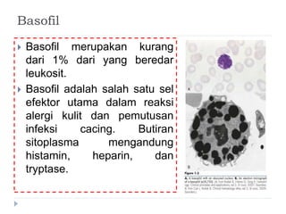 Basofil 
 Basofil merupakan kurang 
dari 1% dari yang beredar 
leukosit. 
 Basofil adalah salah satu sel 
efektor utama dalam reaksi 
alergi kulit dan pemutusan 
infeksi cacing. Butiran 
sitoplasma mengandung 
histamin, heparin, dan 
tryptase. 
 