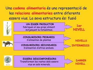 Una  cadena alimentaria  és una representació de les  relacions alimentaries  entre diferents essers vius. La seva estructura és: fusió  UN ESSER PRODUCTOR   fabriquen el seu propi aliment  mitjançant la fotosíntesi. 1er NIVELL CONSUMIDORS PRIMARIS S’alimenten de plantes CONSUMIDORS SECUNDARIS S’alimenten d’altres animals. NIVELLS INTERMEDIS ESSERS DESCOMPONEDORS  Transformen les restes dels essers vius en sals minerals. DARRER NIVELL 