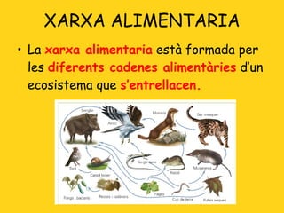 XARXA ALIMENTARIA La  xarxa alimentaria  està formada per les  diferents cadenes alimentàries  d’un ecosistema que  s’entrellacen. 