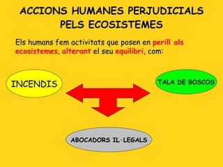 ACCIONS HUMANES PERJUDICIALS PELS ECOSISTEMES INCENDIS ABOCADORS IL·LEGALS TALA DE BOSCOS Els humans fem activitats que posen en  perill als ecosistemes ,  alterant  el seu  equilibri , com:  