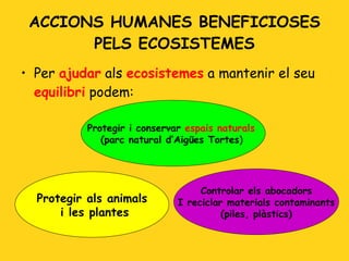 ACCIONS HUMANES BENEFICIOSES PELS ECOSISTEMES Per  ajudar  als  ecosistemes  a mantenir el seu  equilibri  podem:  Protegir als animals i les plantes Protegir i conservar  espais naturals   (parc natural d’Aigües Tortes )  Controlar els abocadors I reciclar materials contaminants (piles, plàstics) 