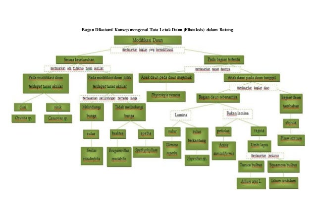 Resume modifikasi daun dan filotaksis