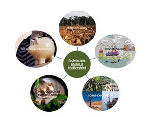 DEFORESTACIÓN




SOCIALES Y ECONÓMICOS                                      CONTAMINACIÓN



                                Factores que
                                  alteran la
                                biodiversidad




            INTRODUCCIÓN DE
            ESPECIES EXÓTICAS                   SOBRE-EXPLOTACIÓN
 