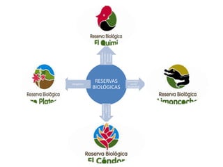 del Condor –
                 Coordillera


                  Santiago
                  Morona
Nangaritza
              RESERVAS             Sucumbíos –
                                     cantón
             BIOLÓGICAS            Shushufindi




                 Ecuador y Perú

                  Cordillera del
                    Condor –
 