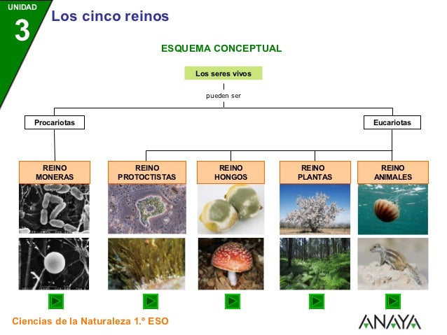 Los Reinos de la Naturalez