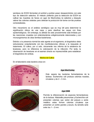 serotipos de ECEH fermentan el sorbitol y podrían pasar desapercibidos con este
tipo de detección selectiva. El método preferido para la detección de ECEH es
cultivar las muestras de heces en agar de MacConkey no selectivo y después
valorar las colonias aisladas para detectar la producción de toxina con las pruebas
comerzialiadas.
Otro mecanismo es el análisis serológico que es muy útil para determinar la
significación clínica de una cepa y para clasificar las cepas con fines
epidemiológicos. Sin embargo, la utilidad de este procedimiento está limitada por
las reacciones cruzadas con enterobacterias antigénicamente relacionadas y con
microorganismos de otras familias bacterianas.
Debido a la presencia normal de este agente en el organismo, el diagnóstico debe
estructurarse conjuntamente con las manifestaciones clínicas y la respuesta al
tratamiento. El cultivo, por sí solo, únicamente nos informa de la existencia de
levaduras, pero no diferencia la colonización de la infección. Por tanto, la
observación de levaduras en el examen directo es imprescindible para establecer
el diagnóstico de certeza.
Medios de Cultivo
En el laboratorio esta bacteria crece en:
Agar MacConkey
Este separa las bacterias fermentadoras de la
lactosa. Escherichia coli produce colonias rosadas,
circulares y de 2 – 3 mm.
Agar EMB
Permite la diferenciación de especies fermentadoras
de la lactosa. Klebsiella pneumoniae y Escherichia coli
presentan colonias que varían del púrpura a verde
metálico estas forman colonias circulares que
presentan un centro grande y oscuro, Su tamaña varía
entre los 1 – 2 mm.
 
