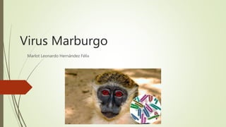 Virus Marburgo
Marlot Leonardo Hernández Félix
 