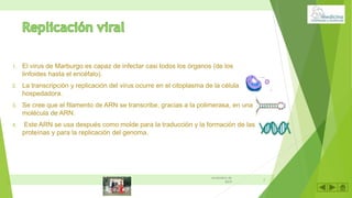 1. El virus de Marburgo es capaz de infectar casi todos los órganos (de los
linfoides hasta el encéfalo).
2. La transcripción y replicación del virus ocurre en el citoplasma de la célula
hospedadora.
3. Se cree que el filamento de ARN se transcribe, gracias a la polimerasa, en una
molécula de ARN.
4. Este ARN se usa después como molde para la traducción y la formación de las
proteínas y para la replicación del genoma.
6
noviembre de
2019
 