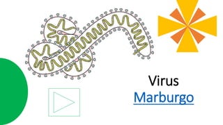 Virus
Marburgo
 