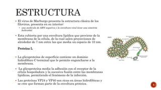  El virus de Marburgo presenta la estructura clásica de los
filovirus, presenta en su interior:
 una molécula de ARN negativa y la envoltura viral tiene una simetría
helicoidal.
 Esta cubierta por una envoltura lipídica que proviene de la
membrana de la célula, de la cual salen proyecciones de
alrededor de 7 nm entre las que media un espacio de 10 nm.
Proteína L
 La glicoproteína de superficie contiene un dominio
hidrofóbico C-terminal que le permite engancharse a la
membrana.
 La glicoproteína media la adhesión con el receptor de la
célula hospedadora y la sucesiva fusión entre las membranas
lipídicas, permitiendo el fenómeno de la infección.
 Las proteínas VP24 y VP40 son ricas en áreas hidrofóbicas y
se cree que forman parte de la envoltura proteica. 5
 