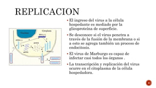  El ingreso del virus a la célula
hospedante es mediado por la
glicoproteína de superficie.
 Se desconoce si el virus penetra a
través de la fusión de la membrana o si
a esto se agrega también un proceso de
endocitosis.
 El virus de Marburgo es capaz de
infectar casi todos los órganos .
 La transcripción y replicación del virus
ocurre en el citoplasma de la célula
hospedadora.
6
 