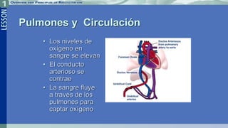 Pulmones y Circulación
• Los niveles de
oxígeno en
sangre se elevan
• El conducto
arterioso se
contrae
• La sangre fluye
a través de los
pulmones para
captar oxígeno
 