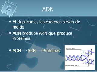 ADN  Al duplicarse, las cadenas sirven de molde ADN produce ARN que produce Proteínas. ADN  ARN  Proteínas 