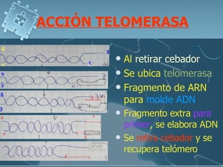 ACCIÓN TELOMERASA Al  retirar cebador Se ubica  telomerasa Fragmento de ARN para  molde ADN Fragmento extra  para primer , se elabora ADN Se  retira cebador  y se recupera telómero 