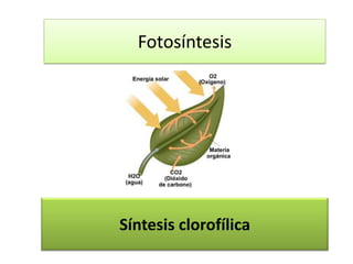 Fotosíntesis
Síntesis clorofílica
 