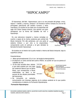 “HIPOCAMPO”<br />3948430619760   El hipocampo, del latin  hippocampus, que a su vez procede del griego: ιππος, hippos = caballo, y καμπος, kampos = el monstruo marino Campe) es una de las principales estructuras del cerebro humano y otros mamíferos. El nombre le fue dado por el anatomista del siglo XVI Giulio Cesare Aranzio, que advirtió una gran semejanza con la forma del caballito de mar o hipocampo.<br />   Es una estructura marginal y menos compleja en cuanto a capas de la misma sustancia gris cortical del lóbulo temporal. Por ello pertenece, por una parte al sistema límbico y por otra a la arquicorteza, componiendo junto al subículo y el giro dentado la llamada formación hipocampal. <br />   Se localiza en el interior de la parte medial o interna del lóbulo temporal, bajo la superficie cortical. <br />Características:<br />Mide aproximadamente 3,5 a 4 cm. de longitud anteroposterior. <br />Al observar un corte coronal del cuerno inferior, se puede ver que se parece al “caballito de mar.<br />262763010160 Es de color amarillo claro, debido a que está cubierto por una capa de sustancia blanca que se llama Alveo, que corresponde a fibras mielinizadas, es decir, a los axones de las células piramidales del hipocampo.<br />Se encuentra en estrecha comunicación con diversas regiones de la corteza cerebral en lo que podría considerarse un sistema, la Formación Hipocámpica. <br /> Formación Hipocámpica<br />   Es una invaginación del giro parahipocampal en el cuerno inferior del ventrículo lateral.<br />Está formado por 3 regiones:<br />Hipocampo<br />4116070261620Giro dentado: Corresponde a Sustancia Gris. Giro formado por Arquicorteza que se extiende  hacia atrás, formando la Fasciola Cinerea (Giro Fasciolar) y luego el Inducio Gris sobre el cuerpo calloso.<br />Subículo: Corresponde al área del giro parahipocampal donde descansa el hipocampo. <br />   La formación hipocámpica tiene una importancia primordial, pues es un centro de memoria y aprendizaje, el hipocampo es el que está relacionado con la memoria de corto plazo, y precisamente, la enfermedad de alzheimer ataca preferentemente a las neuronas del hipocampo. <br />36442651473200  La corteza entorrinal es la mayor fuente de aferencias del hipocampo y también el objetivo de sus eferencias, y está conectada de forma fuerte y recíproca con otras áreas de la corteza cerebral, y por ello actúa como el mayor quot;
interfazquot;
 entre el hipocampo y otras partes del cerebro. Las capas superficiales de la corteza entorrinal proporcionan el input más importante al hipocampo, y las capas profundas de esta estructura el output más prominente. En el interior del hipocampo el flujo de información es en gran medida unidireccional, con señales que se propagan a través de una serie de capas de células empaquetadas de forma apretada, primero en dirección a la circunvolución dentada, después a la capa C3 y posteriormente a la C1, siguiendo por el subículo y finalmente saliendo del hipocampo hacia la corteza entorrinal. Cada una de estas capas contiene también un circuiteado intrínseco complejo y gran cantidad de conexiones longitudinales. <br />   En el hipocampo se observan principalmente dos quot;
modosquot;
 de actividad, cada uno de ellos asociado con un patrón distinto de actividad de su población neuronal y ondas de actividad eléctrica según las medidas de electroencefalografía (EEG). Estos modos reciben su nombre correspondiendo con los patrones de EEG asociados con ellos: las ondas theta y los patrones mayores de actividad irregular (LIA). <br />   El modo theta aparece durante los estados de alerta y actividad (especialmente en la locomoción) y también durante el sueño REM.[41] En este modo, el EEG está dominado por ondas largas e irregulares con un rango de frecuencia entre 6–9 Hz, y los grupos principales de células del hipocampo (las células piramidales y las células granulosas) muestran una actividad poblacional escasa, lo que significa que en un corto intervalo de tiempo, la gran mayoría de las células se encuentran silentes, mientras que la pequeña fracción restante se dispara a tasas relativamente altas, superiores a 50 picos por segundo en el caso de las más activas. <br />El modo LIA aparece durante el sueño de onda corta sin sueños, y también durante los estados de inmovilidad al caminar, como cuando se está descansando o comiendo.[41] En el modo LIA, el EEG está dominado por ondas afiladas , que están ajustadas a tiempos aleatorios correspondientes a señales de EEG que duran en torno a los 200–300 ms. Estas ondas afiladas también determinan los patrones de actividad de la población neural. Entre ellas, las células piramidales y granulares son muy poco activas (pero no silentes).<br />Papel en la memoria<br />Los psicólogos y neurocientíficos están generalmente de acuerdo en que el hipocampo tiene un papel importante en la formación de nuevos recuerdos de los acontecimientos experimentados, tanto episódicos como autobiográficos. Parte de este papel en que está implicado el hipocampo consiste en la detección de acontecimientos, lugares y estímulos novedosos.[] Algunos investigadores conciben el hipocampo como parte de un sistema mayor de memoria de la parte medial del lóbulo temporal responsable de la memoria declarativa general. La razón, por ejemplo, es que los recuerdos pueden ser verbalizados explícitamente, lo que afecta, por ejemplo, a la memoria de hechos además de la memoria episódica. <br />Lesiones severas del hipocampo producen profundas dificultades en la formación de nuevos recuerdos (amnesia anterógrada), y a menudo también afecta los recuerdos formados antes de la lesión (amnesia retrógrada). Aunque el efecto retrógrado normalmente se extiende a algunos años antes del daño cerebral, en algunos casos los recuerdos más antiguos permanecen. Esta preservación de los recuerdos antiguos ha llevado a la idea de que la consolidación a lo largo del tiempo implica la transferencia de recuerdos desde el hipocampo a otras partes del cerebro. <br />Daño al hipocampo no afecta a algunos tipos de memoria, como la capacidad de adquirir nuevas competencias motoras o cognitivas (tocar un instrumento musical o resolver ciertos tipos de acertijos lógicos, por ejemplo). Este hecho sugiere que tales capacidades dependen de diferentes tipos de memoria (memoria procedimental, por ejemplo) y diferentes regiones cerebrales. Además, los pacientes amnésicos muestran con frecuencia una memoria quot;
implícitaquot;
 para las experiencias, incluso en ausencia de conocimiento consciente. <br />Papel en la memoria espacial y en la orientación <br />Los estudios que se han llevado a cabo en ratas que se mueven libremente y en ratones han demostrado que las neuronas del hipocampo tienen quot;
campos de lugarquot;
, esto es, son neuronas que desencadenan potenciales de acción cuando una rata pasa por un lugar en concreto de su entorno. Las evidencias de este tipo de neuronas en primates son limitadas.<br />Se ha registrado actividad neuronal a nivel del hipocampo relacionada con el lugar donde monos de experimentación transitaban dentro de una habitación mientras permanecían en una silla que limitaba hasta cierto punto sus movimientos. Por otra parte, Edmund Rolls y sus colaboradores describieron en lugar de esto células hipocampales que se disparan en relación con el lugar al que el primate dirige su mirada, en vez del lugar donde se sitúa su cuerpo.<br />Se han estudiado las respuestas dependientes de lugar en cientos de experimentos en cuatro décadas, dando lugar a una gran cantidad de información. Las respuestas de las células de lugar se muestran mediante células piramidales en el mismo hipocampo, y en las células granulosas de la circunvolución dentada. <br />El descubrimiento de las células de lugar en los años 1970 condujo a la teoría de que el hipocampo puede actuar como un mapa cognitivo, es decir, una representación neural del esquema espacial del entorno. Algunas líneas de evidencia apoyan esta hipótesis. Es una observación frecuente que sin un hipocampo plenamente funcional, los humanos no recordarían donde han estado y como llegar al lugar donde se dirigen: la sensación de extravío es uno de los síntomas más comunes de amnesia. Los estudios con animales han mostrado que se requiere un hipocampo intacto para algunas tareas de memoria espacial, en particular aquellas que precisan encontrar un camino a un objetivo oculto. La quot;
hipótesis del mapa cognitivoquot;
 ha recibido posteriormente un impulso por el descubrimiento reciente de las quot;
células de dirección de la cabezaquot;
, las células de redquot;
 y las quot;
células de límitequot;
 en diferentes partes del cerebro de roedor que están fuertemente conectadas al hipocampo.<br />Las técnicas de neuroimagen aplicadas al cerebro muestran que las personas tienen un hipocampo más activo cuando se orientan correctamente, como se ha comprobado mediante tareas de orientación en un entorno virtual. No obstante también existen pruebas de que el hipocampo desempeña un papel en la actividad de encontrar atajos y nuevas rutas entre lugares familiares. Por ejemplo, los taxistas de Londres deben aprender un gran número de lugares y las rutas más directas entre ellas. Un estudio del University College London realizado por Maguire, et ál. (2000) mostró que una parte del hipocampo es mayor en los taxistas que en el público en general, y que los conductores más experimentados tenían un hipocampo más voluminoso. Aún se debe elucidar si el tener un hipocampo mayor contribuye a que un individuo se convierta en taxista, o a encontrar atajos en la vida haga que crezca su hipocampo. No obstante, en el estudio de Maguire, et ál. Se examinó la correlación entre la sustancia gris y el tiempo empleado por un taxista en sus carreras, encontrando una correlación positiva entre ambas. Se veía que el volumen total del hipocampo permanecía constante entre el grupo control y el de taxistas. Esto es lo mismo que decir que la porción posterior del hipocampo del taxista realmente se incrementaba, pero a expensas de la porción anterior. No se han encontrado efectos perjudiciales en esta disparidad en las proporciones del hipocampo.<br />Evolución<br />El hipocampo tiene un aspecto similar entre los mamíferos, desde monotremas como el equidna a primates como los humanos. La proporción del tamaño del hipocampo con respecto al tamaño corporal aumenta a grandes rasgos, siendo dos veces mayor en los primates en comparación con el equidna. No se incrementa en ningún organismo de una forma que se aproxime siquiera a cómo lo hace la tasa del neocórtex/tamaño corporal. Por tanto, al hipocampo ocupa una fracción mucho mayor de la corteza en roedores que en primates. En humanos adultos, el volumen del hipocampo en cada lado del cerebro es de unos 3–3,5 cm3, en comparación de los 320–420 cm3 que ocupa el volumen del neocórtex. También se da una relación general entre el tamaño del hipocampo y la memoria espacial. Cuando se establecen las comparaciones entre especies similares, las que tienen una capacidad espacial mayor tienden a tener mayores volúmenes hipocampales. Esta relación también se extiende al dimorfismo sexual: en especies donde los machos y las hembras muestran diferencias muy fuertes en la capacidad de memoria espacial, también tienden a corresponderse con diferencias en el volumen del hipocampo. <br />Las especies de no-mamíferos no tienen estructuras cerebrales que se parezcan al hipocampo de mamífero, pero tienen una que es considerada homóloga. El hipocampo, como se ha apuntado más arriba, es esencialmente el extremo medial del córtex. Sólo los mamíferos tienen un córtex completamente desarrollado, pero la estructura a partir de la cual evolucionó, llamado el pallium, está presente en todos los vertebrados, incluso los más primitivos como la lamprea o los mixinos. El palio o pallium se divide habitualmente en tres zonas: medial, lateral y dorsal. El pallium medial forma el precursor del hipocampo. No recuerda visualmente al hipocampo porque las capas no están arrolladas en forma de S o envueltas por la circunvolución dentada, pero la homología está sugerida por afinidades químicas y funcionales muy fuertes. Actualmente existen pruebas de que estas estructuras similares al hipocampo están implicadas también en la cognición espacial en aves, reptiles y peces. <br />PATOLOGÍAS <br />ENVEJECIMIENTO<br />  Las afecciones relacionadas con el envejecimiento, como la enfermedad de Alzheimer (donde la disrupción del hipocampo es uno de los signos más tempranos[]) tienen un impacto severo en muchos tipos de cognición, pero incluso un envejecimiento normal y saludable está asociado con un declive gradual en algunos tipos de memoria, incluyendo la memoria episódica y la memoria de trabajo. Puesto que se piensa que el hipocampo desempeña un papel central en la memoria, existe un interés considerable en verificar la posibilidad de que los declives asociados a la edad puedan estar producidos por el deterioro del hipocampo. []Algunos estudios iniciales demostraron una pérdida sustancial de neuronas en el hipocampo en personas mayores, pero posteriores estudios utilizando técnicas más precisas encontraron tan sólo diferencias mínimas.[] De modo similar, algunos estudios de Resonancia Magnética han publicado una retracción del hipocampo en los ancianos, pero otros estudios han fracasado en el intento de reproducir este hallazgo. Hay, no obstante, una relación fiable entre el tamaño del hipocampo y la ejercitación de la memoria, lo que significa que no todos los ancianos muestran una retracción del hipocampo, sino solo aquellos que tienden a tener una memoria deficiente en algunas de sus tareas. []También se han publicado informes que estudian si las tareas de memoria tienden a producir menos activación hipocampal en los sujetos ancianos que en los sujetos jóvenes.<br />ESTRÉS<br /> El hipocampo contiene altos niveles de receptores de los mineralocorticoides lo que lo hace más vulnerable al estrés biológico a largo plazo que otras áreas cerebrales. []Los esteroides relacionados con el estrés afectan al hipocampo en al menos tres modos: primero, reduciendo la excitabilidad de algunas neuronas del hipocampo. Segundo, inhibiendo la génesis de nuevas neuronas en la circunvolución dentada, y tercero, produciendo la atrofia de las dendritas de las células piramidales de la región CA3. Existen pruebas de que los humanos que han experimentado estrés traumático severo y a largo plazo (por ejemplo, los supervivientes del Holocausto) muestran atrofia del hipocampo en mayor medida que otras áreas del cerebro. Estos efectos se observan en el trastorno por estrés postraumático y pueden contribuir a la atrofia del hipocampo que se observa en la esquizofrenia y en la depresión mayor. La atrofia del hipocampo también se observa con frecuencia en el síndrome de Cushing, un trastorno producido por altos niveles de cortisol en el torrente sanguíneo. Al menos alguno de esos efectos parecen reversibles si se continúa el estrés. Hay, no obstante, evidencias derivadas principalmente por estudios que usan ratas de que el estrés puede afectar poco después del nacimiento a la función del hipocampo de modo que el daño persiste a lo largo de la vida.<br />Como características del estrés negativo: <br />La percepción de amenaza nos sobrepasa.<br />Perdemos la capacidad de resiliencia que se describe como la capacidad de recuperarse y recobrarse ante una situación difícil.<br />No tenemos o no somos conscientes de nuestros recursos.<br />Nos hacemos más vulnerables y cometemos más errores.<br />Respondemos inadecuadamente y de manera desproporcionada a los retos y situaciones.<br />Nos produce desequilibrios a todos los niveles e incluso puede tener consecuencias en el organismo.<br />EPILEPSIA <br />  El hipocampo es con frecuencia el foco de los ataques epilépticos: La esclerosis del hipocampo es el tipo más comúnmente visible de daño tisular en la epilepsia del lóbulo temporal. Sin embargo, aún no está claro si la epilepsia está producida por anormalidades en el hipocampo, o bien si éste está dañado por efectos acumulativos de ataques. En condiciones experimentales donde los ataques repetitivos son inducidos artificialmente en animales, el daño en el hipocampo es uno de los resultados frecuentes: Esto puede ser consecuencia de que el hipocampo es una de las partes más eléctricamente excitables del cerebro. También puede estar relacionado con el hecho de que el hipocampo es una de las pocas regiones del cerebro donde la neurogénesis continúa produciéndose a lo largo de la vida. <br />ESQUIZOFRENIA<br />  No se comprende bien las causas de la esquizofrenia, pero se han publicado numerosas anormalidades en la estructura cerebral. Las alteraciones más ampliamente estudiadas implican la corteza cerebral, pero también se han descrito efectos sobre el hipocampo. Muchos estudios han encontrado reducciones en el tamaño del hipocampo en sujetos esquizofrénicos.[] Los cambios probablemente tienen lugar por una alteración del desarrollo más que por un daño tisular, y aparecen incluso en sujetos que nunca han sido medicados. Diversas líneas de evidencia implican cambios en la organización sináptica y en la conectividad. No está claro si las alteraciones en el hipocampo desempeñan un papel produciendo los síntomas psicóticos que son el rasgo más importante de la esquizofrenia. Anthony Grace y sus colaboradores han sugerido, basándose en trabajos experimentales con animales, que la disfunción del hipocampo podría producir una alteración de la liberación de dopamina en los ganglios basales y por ello afectando indirectamente la integración de información en la corteza prefrontal. Otros han sugerido que la disfunción del hipocampo podría explicar los problemas en la memoria a largo plazo que se observan con frecuencia en los esquizofrénicos. <br /> []<br /> []<br />BIBLIOGRAFÍA<br />REV NEUROL 2004; 38 (9): 869-878. C.E. Valencia-Alfonso a,c, A. Feria-Velasco c, S. Luquín b, Y. Díaz-Burke b, J. García-Estrada. Efectos cerebrales del medio ambiente social. <br />http://es.wikipedia.org/wiki/Hipocampo_(anatom%C3%ADa<br />http://es.wikipedia.org/wiki/Hipocampo_(anatom%C3%ADa)#Desarrollo<br />http://neurodifusion.org/noticias/3-neurociencia-cognitiva/10955-algunas-experiencias-religiosas-afectan-al-hipocampo.html. Algunas experiencias religiosas afectan al hipocampo Neurociencias - Neurociencia Cognitiva .Miércoles, 25 de Mayo de 2011 04:48. Universidad de Duke, en Estados Unidos.<br />http://robertocolom.blogspot.com/2010/03/sueno-hipocampo-y-aprendizaje.html.RobertoColom. Gaceta Médica  Caracas. v.117 n.2 Caracas jun. 2009<br />http://www.craneosacral-panizo.com/Articulos/Craneo_Sacral_Articulos-Publicaciones_estres.html<br />http://www.hipocampo.org/hipocampo.asp .Los mecanismos de la memoria. <br />http://www.news-medical.net/health/Hippocampus-Functions-(Spanish).aspx<br /> http://www.psicologia-online.com/ebooks/general/emocional.htm. C.George Boeree Departamento de Psicología .Universidad de Shippensburg .Traducción al castellano: Nacho Madrid. El Sistema Nervioso quot;
Emocionalquot;
 <br />http://www.scielo.org.ve/scielo.php?script=sci_arttext&pid=S0367-47622009000200005&lng=es&nrm=iso.Nuevos aportes en neurociencias y psicoanálisis.Francis Krivoy de Taub (2011) Academia Nacional de medicina, Palacio de las Academias. Bolsa San Francisco-Caracas 1010-Venezuela<br />http://www.uam.es/personal_pdi/medicina/algvilla/fundamentos/nervioso/central.htm<br />http://www.med.ufro.cl/Recursos/neuroanatomia/archivos/11_ventriculos_laterales_archivos/Page414.htm<br />VIDEOS RECOMENDADOS.<br />EL UNIVERSO QUE ERES (6 de 29) La Conciencia del YO. Hipocampo Cerebral. En http://youtu.be/lLWi5ZYzJRw<br />Estudian cómo la marihuana altera la memoria. En http://youtu.be/IJ9lTdlejVo<br />Pinky y cerebro partes del cerebro. En http://youtu.be/m5_FSDEy6OI<br />
