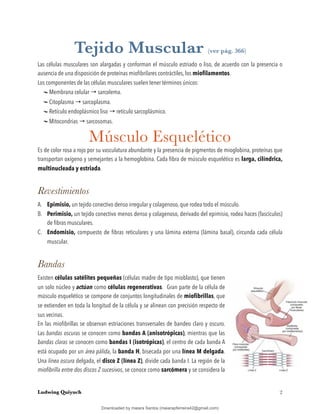 Tejido Muscular (ver pág. 366)
Las células musculares son alargadas y conforman el músculo estriado o liso, de acuerdo con la presencia o
ausencia de una disposición de proteínas mioﬁbrilares contráctiles, los mioﬁlamentos.
Los componentes de las células musculares suelen tener términos únicos:
Membrana celular → sarcolema.
Citoplasma → sarcoplasma.
Retículo endoplásmico liso → retículo sarcoplásmico.
Mitocondrias → sarcosomas.
Músculo Esquelético
Es de color rosa a rojo por su vasculatura abundante y la presencia de pigmentos de mioglobina, proteínas que
transportan oxígeno y semejantes a la hemoglobina. Cada ﬁbra de músculo esquelético es larga, cilíndrica,
multinucleada y estriada.
Revestimientos
A. Epimisio, un tejido conectivo denso irregular y colagenoso, que rodea todo el músculo.
B. Perimisio, un tejido conectivo menos denso y colagenoso, derivado del epimisio, rodea haces (fascículos)
de ﬁbras musculares.
C. Endomisio, compuesto de ﬁbras reticulares y una lámina externa (lámina basal), circunda cada célula
muscular.
Bandas
Existen células satélites pequeñas (células madre de tipo mioblasto), que tienen
un solo núcleo y actúan como células regenerativas. Gran parte de la célula de
músculo esquelético se compone de conjuntos longitudinales de mioﬁbrillas, que
se extienden en toda la longitud de la célula y se alinean con precisión respecto de
sus vecinas.
En las mioﬁbrillas se observan estriaciones transversales de bandeo claro y oscuro.
Las bandas oscuras se conocen como bandas A (anisotrópicas), mientras que las
bandas claras se conocen como bandas I (isotrópicas), el centro de cada banda A
está ocupado por un área pálida, la banda H, bisecada por una línea M delgada.
Una línea oscura delgada, el disco Z (línea Z), divide cada banda I. La región de la
mioﬁbrilla entre dos discos Z sucesivos, se conoce como sarcómera y se considera la
Ludwing Quiyuch !2
Downloaded by maiara Santos (maiarapferreira42@gmail.com)
lOMoARcPSD|13623298
 