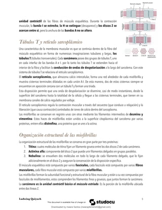 unidad contráctil de las ﬁbras de músculo esquelético. Durante la contracción
muscular, la banda I se estrecha, la H se extingue (desaparece) y los discos Z se
acercan entre sí, pero la anchura de las bandas A no se altera.
Túbulos T y retículo sarcoplásmico
Una característica de la membrana muscular es que se continúa dentro de la ﬁbra del
músculo esquelético en forma de numerosas invaginaciones tubulares y largas, los
túbulos T (túbulos transversales). Cada sarcómera posee dos grupos de túbulos T, uno
en cada interfaz de las bandas A e I. por lo tanto los túbulos T se extienden hacia el
interior de la ﬁbra y facilitan la conducción de ondas de despolarización a lo largo del sarcolema. Con este
sistema de túbulos T se relaciona el retículo sarcoplásmico.
El retículo sarcoplásmico, que almacena calcio intercelular, forma una red alrededor de cada mioﬁbrilla y
muestra cisternas terminales dilatadas en cada unión A-I. De esta manera, dos de estas cisternas siempre se
encuentran en aposición cercana con un túbulo T y forman una triada.
Esta disposición permite que una onda de despolarización se disemine, casi de modo instantáneo, desde la
superﬁcie del sarcolema hasta la totalidad de la célula y llegue a las cisternas terminales, que tienen en su
membrana canales de calcio regulados por voltaje.
El retículo sarcoplásmico regula la contracción muscular a través del secuestro (que conduce a relajación) y la
liberación (que causa contracción) controlados de iones de calcio dentro del sarcoplasma.
Las mioﬁbrillas se conservan en registro unas con otras mediante los ﬁlamentos intermedios de desmina y
vimentina. Estos haces de mioﬁbrillas están unidos a la superﬁcie citoplásmica del sarcolema por varias
proteínas, entren ellas distroﬁna, una proteína que se une a la actina.
Organización estructural de las mioﬁbrillas
La organización estructural de las mioﬁbrillas se conserva en gran parte por tres proteínas:
1. Titina: cuatro moléculas de titina ﬁjan un ﬁlamento grueso entre los dos discos Z de cada sarcómera.
2. Actinina alfa: componente del disco Z que puede unir ﬁlamentos delgados en grupos paralelos.
3. Nebulina: se envuelven dos moléculas en todo lo largo de cada ﬁlamento delgado, que lo ﬁjan
adicionalmente en el disco Z y aseguran la conservación de la disposición especíﬁca.
El músculo esquelético está compuesto por varios fascículos, cada fascículo está compuesto por varias ﬁbras
musculares, cada ﬁbra muscular está compuesta por varias mioﬁbrillas.
Las mioﬁbrillas forman la subunidad funcional y estructural de la ﬁbra muscular y están a su vez compuestas por
fascículos de mioﬁlamentos, estos comprenden los ﬁlamentos ﬁnos y gruesos, que juntos forman la sarcómera.
La sarcómera es la unidad contráctil básica el músculo estriado. Es la porción de la mioﬁbrilla ubicada
entre dos líneas Z.
Ludwing Quiyuch !3
Downloaded by maiara Santos (maiarapferreira42@gmail.com)
lOMoARcPSD|13623298
 