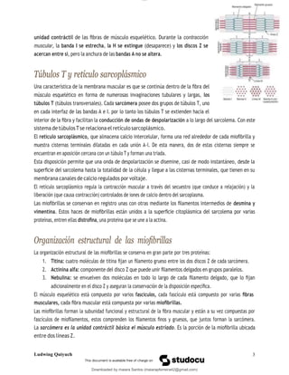 lOMoAR cPSD|13623298
Downloaded by maiara Santos (maiarapferreira42@gmail.com)
unidad contráctil de las ﬁbras de músculo esquelético. Durante la contracción
muscular, la banda I se estrecha, la H se extingue (desaparece) y los discos Z se
acercan entre sí, pero la anchura de las bandas A no se altera.
Túbulos T y retículo sarcoplásmico
Una característica de la membrana muscular es que se continúa dentro de la ﬁbra del
músculo esquelético en forma de numerosas invaginaciones tubulares y largas, los
túbulos T (túbulos transversales). Cada sarcómera posee dos grupos de túbulos T, uno
en cada interfaz de las bandas A e I. por lo tanto los túbulos T se extienden hacia el
interior de la ﬁbra y facilitan la conducción de ondas de despolarización a lo largo del sarcolema. Con este
sistema de túbulosTse relaciona el retículo sarcoplásmico.
El retículo sarcoplásmico, que almacena calcio intercelular, forma una red alrededor de cada mioﬁbrilla y
muestra cisternas terminales dilatadas en cada unión A-I. De esta manera, dos de estas cisternas siempre se
encuentran en aposición cercana con un túbulo T y forman una triada.
Esta disposición permite que una onda de despolarización se disemine, casi de modo instantáneo, desde la
superﬁcie del sarcolema hasta la totalidad de la célula y llegue a las cisternas terminales, que tienen en su
membrana canales de calcio regulados por voltaje.
El retículo sarcoplásmico regula la contracción muscular a través del secuestro (que conduce a relajación) y la
liberación (que causa contracción) controlados de iones de calcio dentro del sarcoplasma.
Las mioﬁbrillas se conservan en registro unas con otras mediante los ﬁlamentos intermedios de desmina y
vimentina. Estos haces de mioﬁbrillas están unidos a la superﬁcie citoplásmica del sarcolema por varias
proteínas, entren ellas distroﬁna, una proteína que se une a la actina.
Organización estructural de las mioﬁbrillas
La organización estructural de las mioﬁbrillas se conserva en gran parte por tres proteínas:
1. Titina: cuatro moléculas de titina ﬁjan un ﬁlamento grueso entre los dos discos Z de cada sarcómera.
2. Actinina alfa: componente del disco Z que puede unir ﬁlamentos delgados en grupos paralelos.
3. Nebulina: se envuelven dos moléculas en todo lo largo de cada ﬁlamento delgado, que lo ﬁjan
adicionalmente en el disco Z y aseguran la conservación de la disposición especíﬁca.
El músculo esquelético está compuesto por varios fascículos, cada fascículo está compuesto por varias ﬁbras
musculares, cada ﬁbra muscular está compuesta por varias mioﬁbrillas.
Las mioﬁbrillas forman la subunidad funcional y estructural de la ﬁbra muscular y están a su vez compuestas por
fascículos de mioﬁlamentos, estos comprenden los ﬁlamentos ﬁnos y gruesos, que juntos forman la sarcómera.
La sarcómera es la unidad contráctil básica el músculo estriado. Es la porción de la mioﬁbrilla ubicada
entre dos líneas Z.
Ludwing Quiyuch 3
 