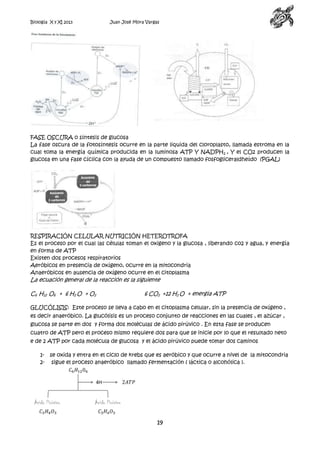 Biología X y XI 2013

Juan José Mora Vargas

FASE OSCURA o síntesis de glucosa
La fase oscura de la fotosíntesis ocurre en la parte liquida del cloroplasto, llamada estroma en la
cual toma la energía química producida en la luminosa ATP Y NADPH 2 , Y el CO2 producen la
glucosa en una fase cíclica con la ayuda de un compuesto llamado fosfogliceraldheído (PGAL)

RESPIRACIÓN CELULAR NUTRICIÓN HETEROTROFA
Es el proceso por el cual las células toman el oxigeno y la glucosa , liberando co2 y agua, y energía
en forma de ATP
Existen dos procesos respiratorios
Aeróbicos en presencia de oxígeno, ocurre en la mitocondria
Anaeróbicos en ausencia de oxígeno ocurre en el citoplasma

La ecuación general de la reacción es la siguiente
C6 H12 O6 + 6 H2 O + O2

6 CO2 +12 H2 O + energía ATP

GLUCÓLISIS: Este proceso se lleva a cabo en el citoplasma celular, sin la presencia de oxígeno ,
es decir anaeróbico. La glucólisis es un proceso conjunto de reacciones en las cuales , el azúcar ,
glucosa se parte en dos y forma dos moléculas de ácido pirúvico . En esta fase se producen
cuatro de ATP pero el proceso mismo requiere dos para que se inicie por lo que el resultado neto
e de 2 ATP por cada molécula de glucosa y el ácido pirúvico puede tomar dos caminos
12-

se oxida y entra en el ciclo de krebs que es aeróbico y que ocurre a nivel de la mitocondria
sigue el proceso anaeróbico llamado fermentación ( láctica o alcohólica ).

19

 
