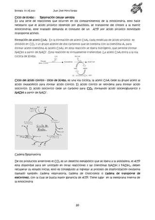 Biología X y XI 2013

Juan José Mora Vargas

Ciclo de Krebs :
Respiración celular aerobia
Es una serie de reacciones que ocurren en los compartimentos de la mitocondria, esto hace
necesario que el ácido pirúvico obtenido por glucólisis, se transporte del citosol a la matriz
mitocondrial, este traslado demanda el consumo de un

ATP por ácido pirúvico movilizado

(transporte activo).
Formación de acetil CoA: En la formación de acetil CoA, cada molécula de ácido pirúvico es
dividido en CO2 y un grupo acetilo de dos carbonos que se combina con la coenzima A, para
formar acetil coenzima A (acetil CoA), en esta reacción se libera hidrógeno, que permite formar
NADH a partir de NAD+. Esta reacción es virtualmente irreversible. La acetil CoA entra a la vía
cíclica de Krebs.

Ciclo del ácido cítrico - ciclo de Krebs, es una vía cíclica, la acetil CoA cede su grupo acetil al
ácido oxalacético para formar ácido cítrico. El ácido cítrico se reordena para formar ácido
isocítrico. El ácido isocítrico cede un carbono para CO2, formando ácido isocetoglutárico y
NADH a partir de NAD+.

Cadena Respiratoria
De los productos anteriores el CO2 es un desecho metabólico que se libera a la atmósfera, el ATP
esta disponible para ser utilizado en otras reacciones y las coenzimas NADH y FADH 2, deben
recuperar su estado inicial, esto es conseguido al ingresar al proceso de fosforilización oxidativa
(llamado también: cadena respiratoria, cadena de citocromos o cadena de transporte de
electrones), con la cual se busca mayor ganancia de ATP. Tiene lugar en la membrana interna de
la mitocondria

20

 