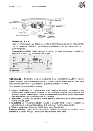 Biología X y XI 2013

Juan José Mora Vargas

Fermentación Láctica:
Ocurre a nivel muscular . La glucosa por medio de dos enzimas se degrada en ácido láctico ,
CO2 y dos moléculas de ATP . Es una fuente de energía alterna para altas necesidades de
fluido energético .
Fermentación alcohólica: En este proceso , la glucosa , por medio de levaduras y enzimas , se
degrada en alcohol , CO2 y dos moléculas de ATP

MUTACIONES:

Son cambios al azar en la secuencia de los nucleótidos en el A.D.N. o material

genético (genoma), que son heredables desde el primer momento aunque algunas veces no se
manifiesten en el fenotipo, ya que se necesita que ambos genes sean recesivos.
Entre las causas de las mutaciones tenemos:
Factores hereditarios: son producidas por genes recesivos que pueden permanecer en una
familia durante generaciones sin encontrar un alelo semejante que le permita expresarse. Las
relaciones sexuales entre parientes próximos aumenta la probabilidad de que los alelos formen
pares y provoquen una condición anormal en la progenie.
Infecciones: Los virus y las bacterias pueden provocar alteraciones en el material genético
como el virus del SIDA.
Radiaciones: las radiaciones producen cambios en el ADN, como roturas o trasposiciones
cromosómicas, intercambiándose pedazos de cromosomas. Puede producir cáncer.
Factores ambientales: el humo del tabaco, de los autos, fabricas, etc.
Productos químicos:
esto actúan produciendo cambios irreversibles en el ADN, otros
incrementan la síntesis de ADN y estimulación de la expresión de los genes,

21

 