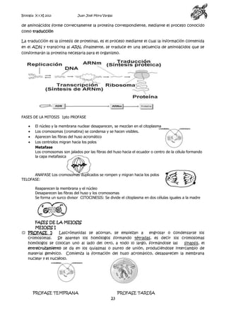 Biología X y XI 2013

Juan José Mora Vargas

de aminoácidos forme correctamente la proteína correspondiente, mediante el proceso conocido
como traducción
La traducción es la síntesis de proteínas, es el proceso mediante el cual la información contenida
en el ADN y transcrita al ARN, finalmente, se traduce en una secuencia de aminoácidos que se
conformarán la proteína necesaria para el organismo.

FASES DE LA MITOSIS 1pto PROFASE
El núcleo y la membrana nuclear desaparecen, se mezclan en el citoplasma
Los cromosomas (cromatina) se condensa y se hacen visibles.
Aparecen las fibras del huso acromático
Los centriolos migran hacia los polos
Metafase
Los cromosomas son jalados por las fibras del huso hacia el ecuador o centro de la célula formando
la capa metafasica

ANAFASE Los cromosomas duplicados se rompen y migran hacia los polos
TELOFASE:
Reaparecen la membrana y el núcleo
Desaparecen las fibras del huso y los cromosomas
Se forma un surco divisor CITOCINESIS: Se divide el citoplasma en dos células iguales a la madre

FASES DE LA MEIOSIS
MEIOSIS I
 PROFASE I:
Lascrómatidas se acortan, se empiezan a
engrosar o condensarse los
cromosomas.
Se aparean los homólogos formando tétradas, es decir los cromosomas
homólogos se colocan uno al lado del otro, a todo lo largo, formándose las
sinapsis, el
entrecruzamiento se da en los quiasmas o punto de unión, produciéndose intercambio de
material genético. Comienza la formación del huso acromático, desaparecen la membrana
nuclear y el nucléolo.

PROFASE TEMPRANA

PROFASE TARDÍA

23

 